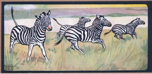 Zèbres
