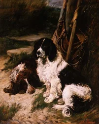Épagneul Marron et Blanc et Noir et Blanc