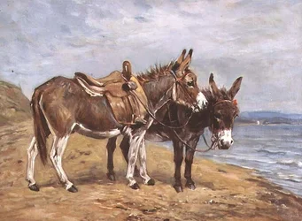 Ânes au bord de la mer