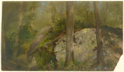 Scène de forêt