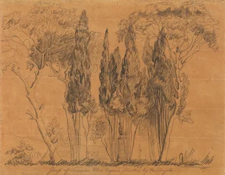 Arbres dans la Villa Negroni plantés par M. Angelo