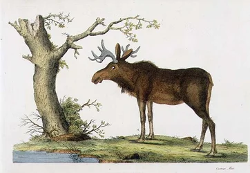 Cervus Alces (Élan)