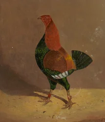 Coqs de combat : un coq de combat à la poitrine sombre, tourné vers la gauche