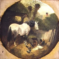 Un cheval de trait mangeant du foin d