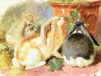 Étude de trois lapins à oreilles tombantes