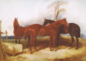 Un groupe de chevaux, source de magazine ou de livre inconnue
