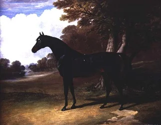 Gaucus, un cheval bai foncé dans un paysage boisé