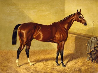 Orlando, un cheval de course bai dans un box, 1845
