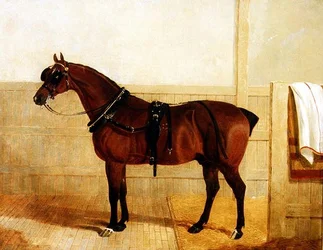 Cheval de Trait Primé en Harnais