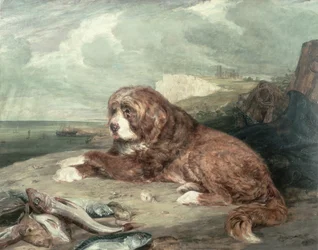 Un Vieux Chien Terre-Neuve