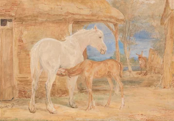 Jument grise et poulain alezan