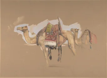 Deux chameaux, vers 1843