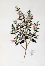 Correa Reflexa, dessin
