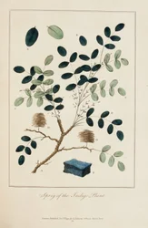 Branche de la plante indigo