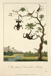 Les singes Quato et Saccawinkee