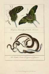 Le papillon vert d