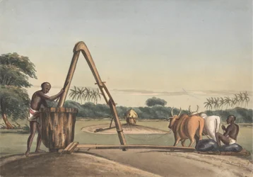 Le Checkoo ou moulin à huile