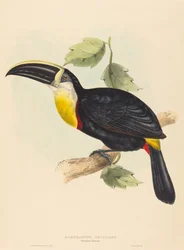 Toucan osculant Ramphastos osculans