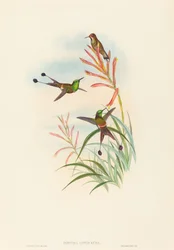 Discura longicauda Racket-Tail. Créateurs : John Gould, Henry Constantine Richter