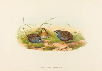 Excalftoria minima, Caille à poitrine bleue