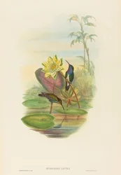 Hylocharis lactea Émeraude à poitrine saphir. Créateurs : John Gould, Henry Constantine Richter