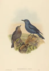 Petrocossyphus cyanus Merle bleu. Créateurs : John Gould, Henry Constantine Richter