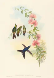 Ramphomicron microrhyncha Petit-bec Thornbill
