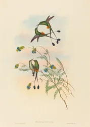 Spathura peruana, raquette du Pérou. Créateurs : John Gould, Henry Constantine Richter.