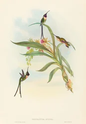 Tharmastura enicura Slender Shear-Tail. Créateurs : John Gould, Henry Constantine Richter