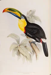 Une monographie des Ramphastidae, ou famille des toucans, première édition, publiée en 1834