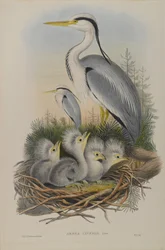 Ardea Cinerea - Héron