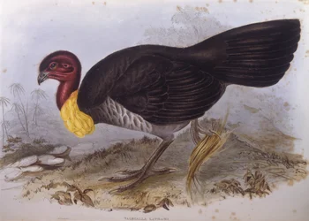Dindon brossard australien (Alectura lathami), gravure par John Gould