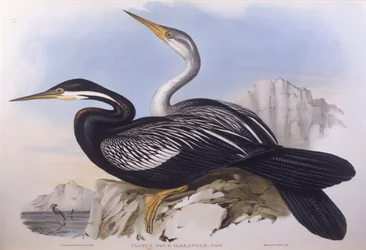 Anhinga d