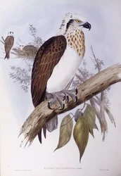 Balbuzard pêcheur australien (Pandion haliaetus cristatus), gravure de John Gould