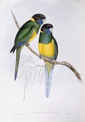 Perruche à collier australienne (Barnardius ou Platycercus zonarius), gravure par John Gould