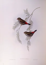 Diamant à queue de feu (Stagonopleura bella), gravure de John Gould