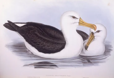 Albatros à sourcils noirs (Diomedea o Thalassarche melanophrys), gravure par John Gould