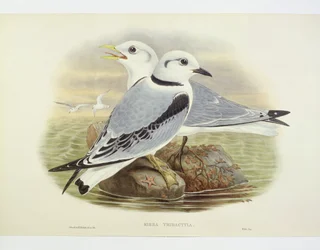 Mouette tridactyle (Rissa tridactyla), gravure par John Gould, William Hart, H C Richte