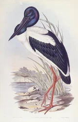 Cigogne à cou noir (Ephippiorhynchus asiaticus), gravure de John Gould