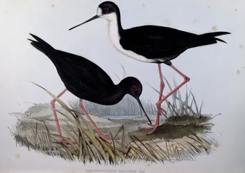 Échasse noire (Himantopus novaezelandiae), gravure de Birds of Australia