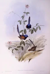 Mérion à poitrine bleue (Malurus pulcherrimus), Gravure de John Gould
