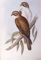 Faucon brun (Falco berigora occidentalis), Gravure de John Gould
