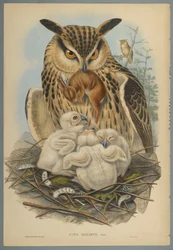 Bubo Maximus : Hibou
