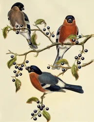 Bouvreuil (Pyrrhula pyrrhula), gravure de John Gould
