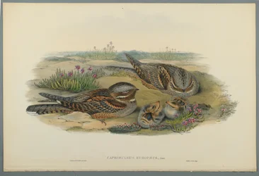 Caprimulgus Europaeus