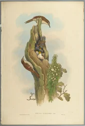 Certhia Familiaris - Grimpereau des jardins