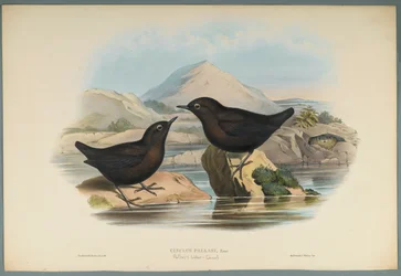 Cinclus Pallasi : Cincle de Pallas
