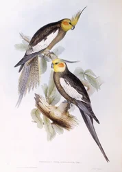 Calopsitte élégante (Nymphicus hollandicus), gravure de John Gould