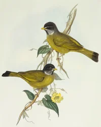 Bulbul à collier (Spizixos semitorques), gravure par John Gould