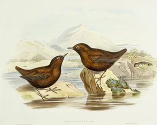 Épervier à collier (Accipiter cirrocephalus), gravure de John Gould